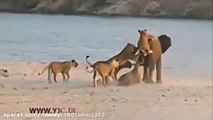 دوام اوردن شگفت انگیز فیل در م...