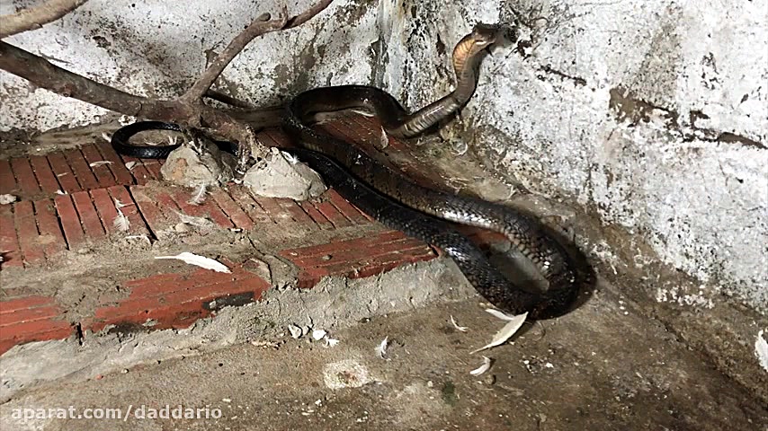 بلعیدن مار توسط مار شاه کبرا