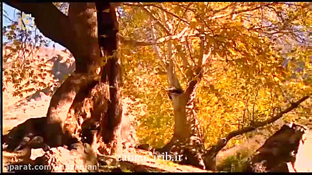 ترانه از کوی تو بیرون نشود پای...