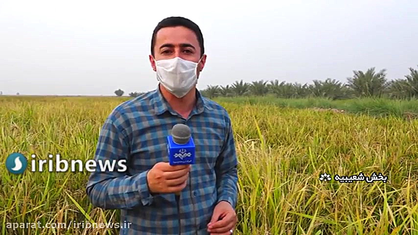 شلتوک برنج خوزستان