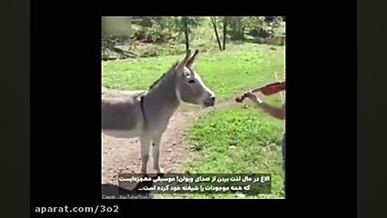 همخوانی خر با ویولن