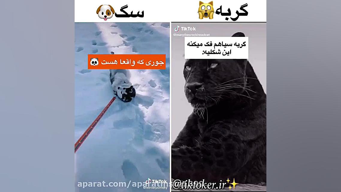 چالش تیک تاک  چالش تیک تاک جدی...