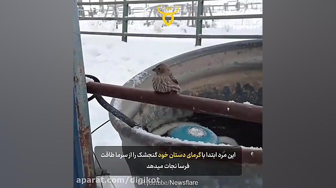 چسبیدن پاهای مرطوب یک گنجشک به...