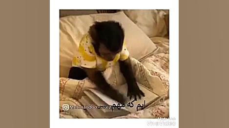 درس خوندن ایرانی ها