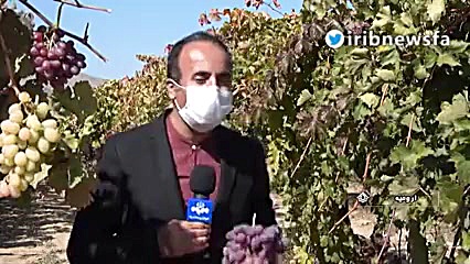 تولید انگور 30در صد افزایش یاف...