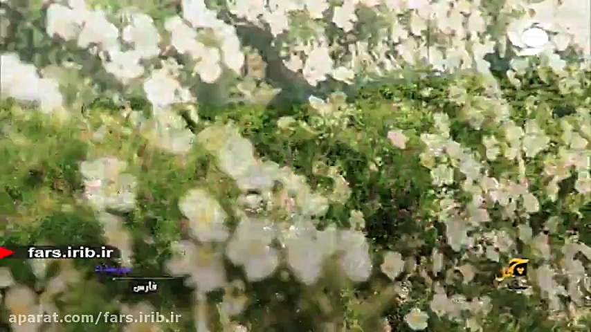 ترانه زیبا و شنیدنی &quot; گل...