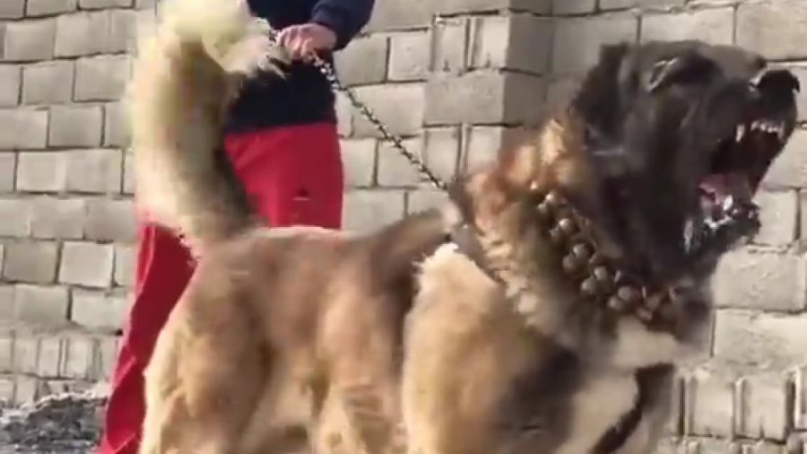 سگ سراب آپارات فیلم سگ نژاد سر...