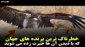 خطرناک ترین پرنده های جهان