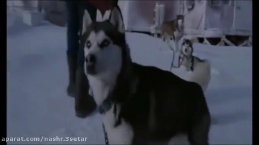 باید حیوان داشت شعری از میم پا...