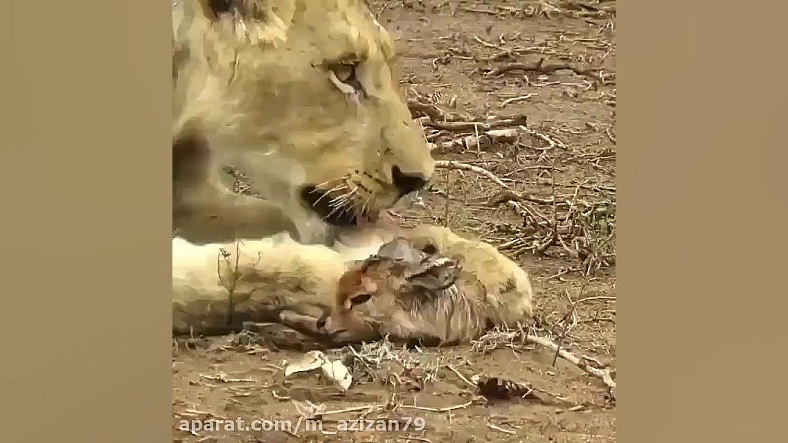 حیات وحش و شکار بچه آهو توسط ش...