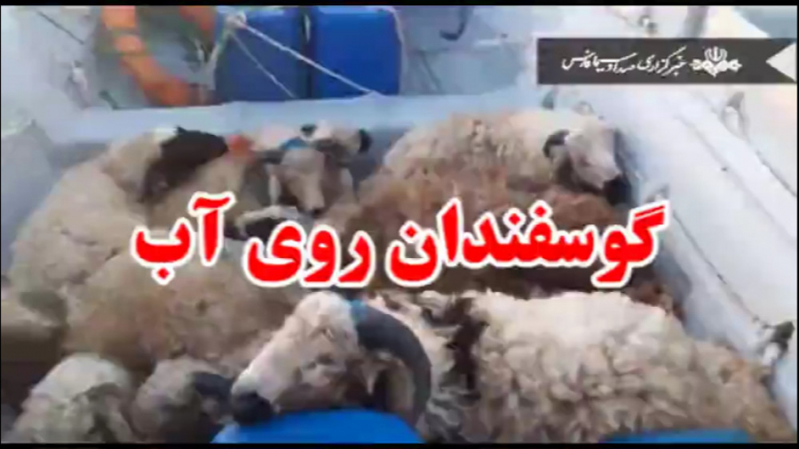 گوسفندانی روی آب  قاچاق دام
