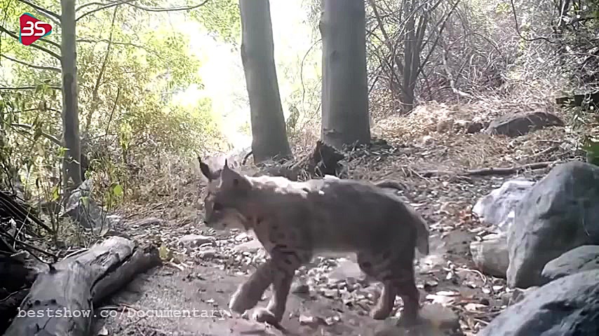 شکار حرفه ای مار زنگی توسط گرب...