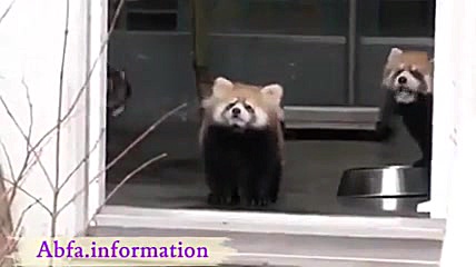 کلیپ جدید خنده دار: کلیپ طنز ح...