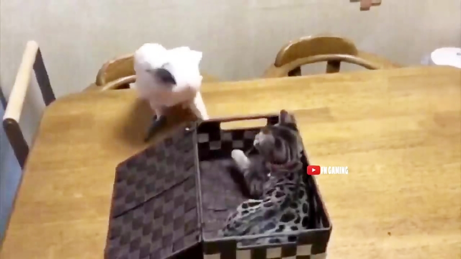 پارت ۵(اذیت پلیر های پابجی موب...