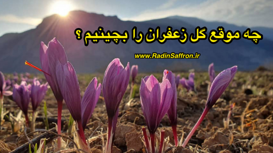 بهترین موقع برای چیدن گل زعفرا...