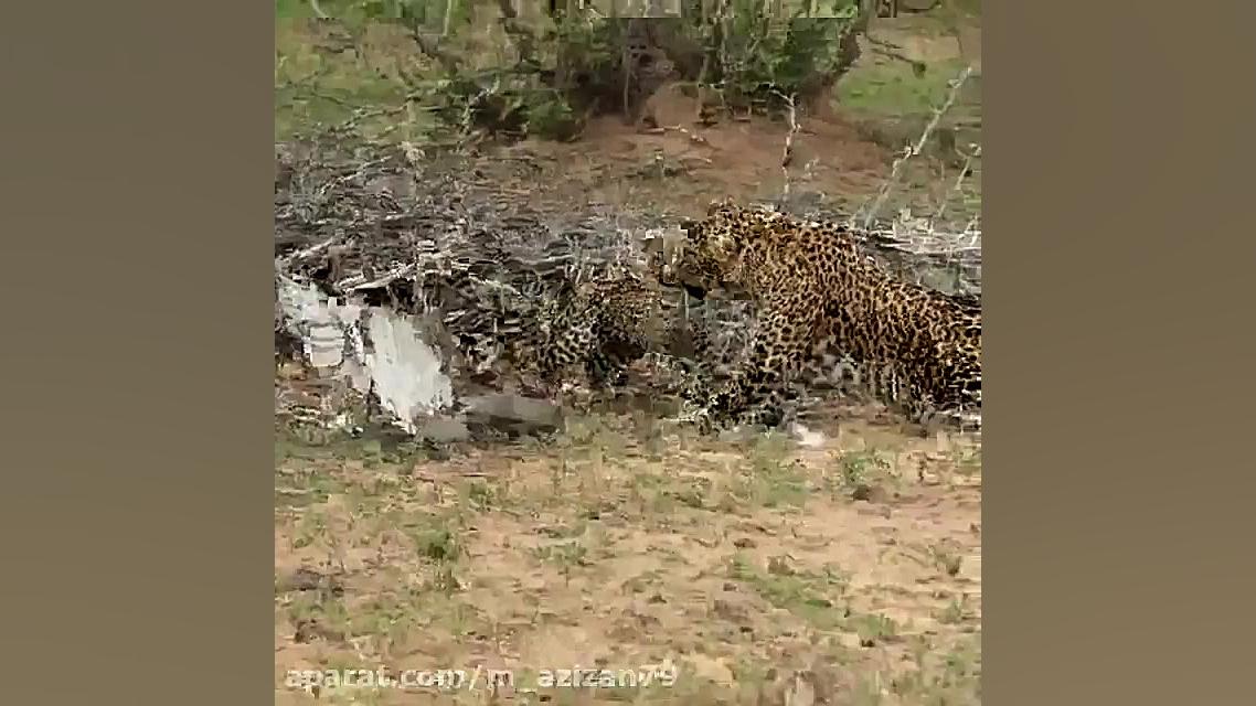 مستند حیات وحش :: جدال پلنگ،ما...