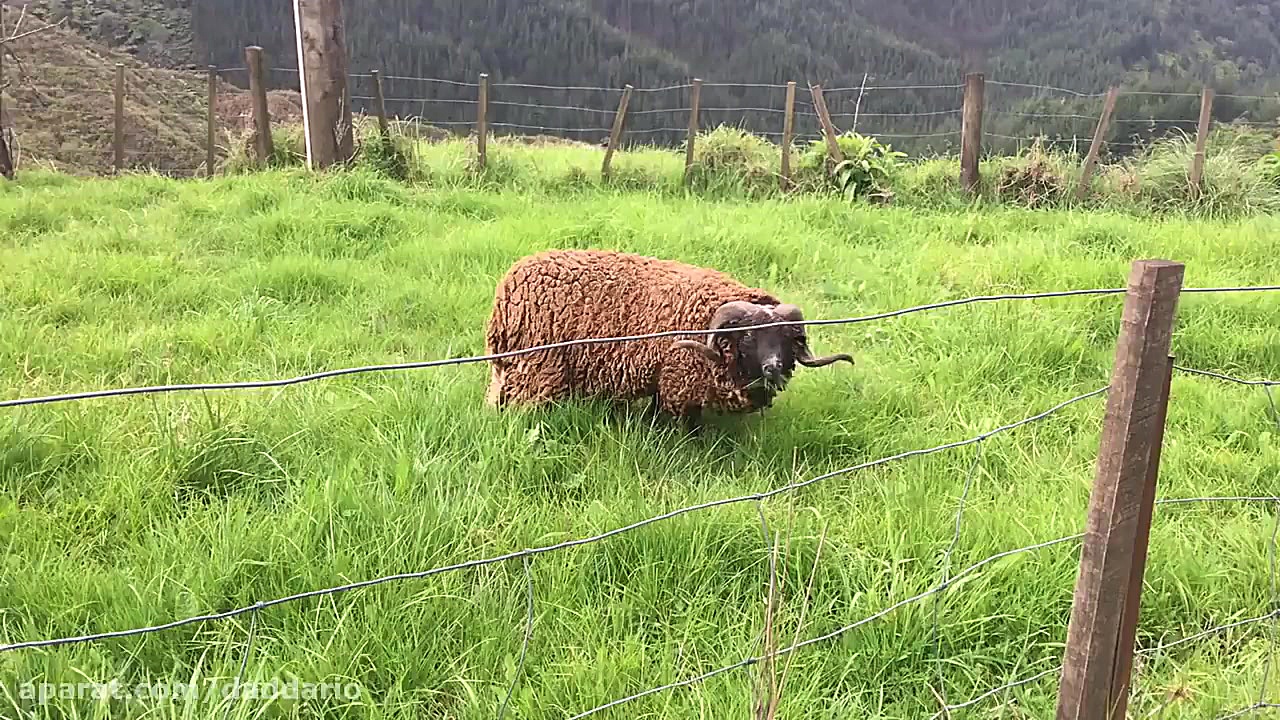 شوخی خرکی با بُز عصبانی