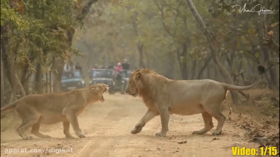 حیات وحش، نبرد سهمگین حیوانات...
