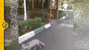 روباه در دانشگاه صنعتی شریف