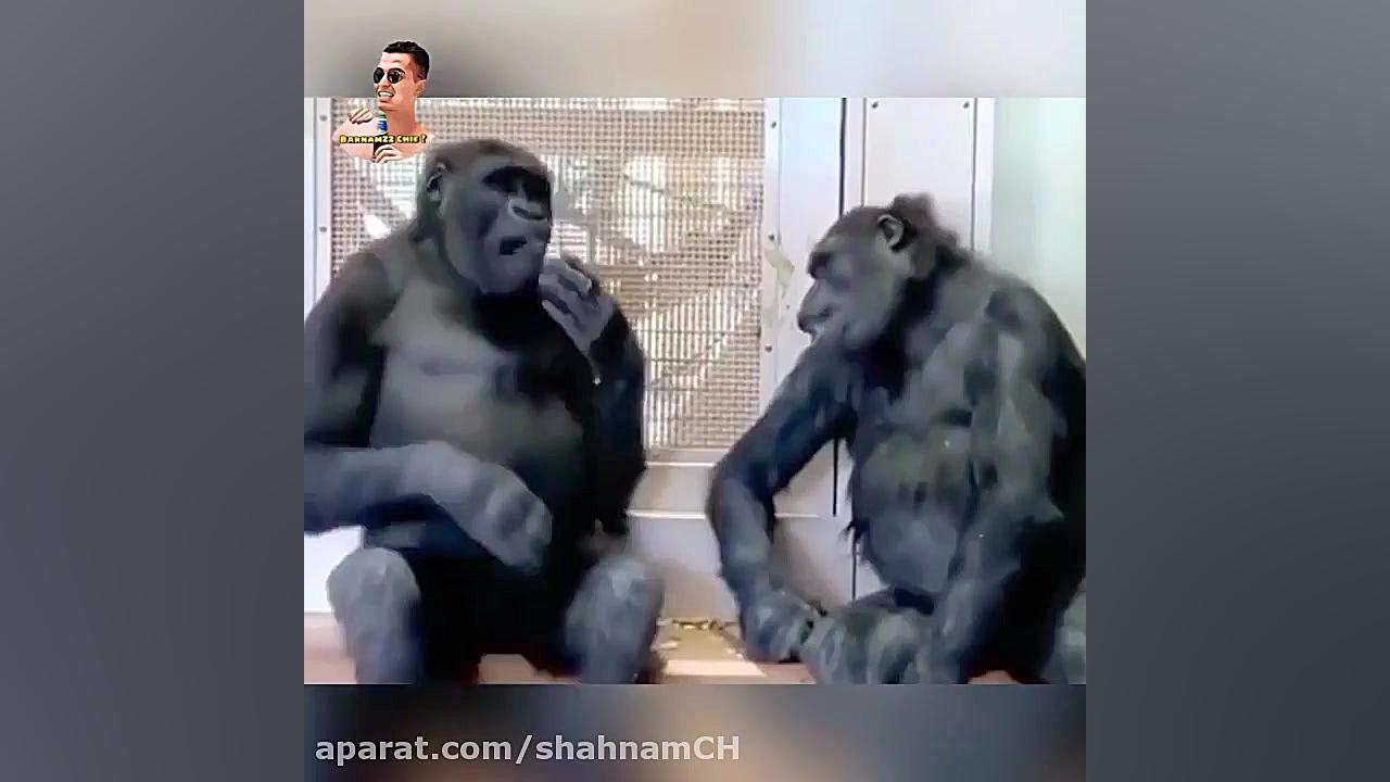 تاآخرش گوش کن آخر خندست به مول...