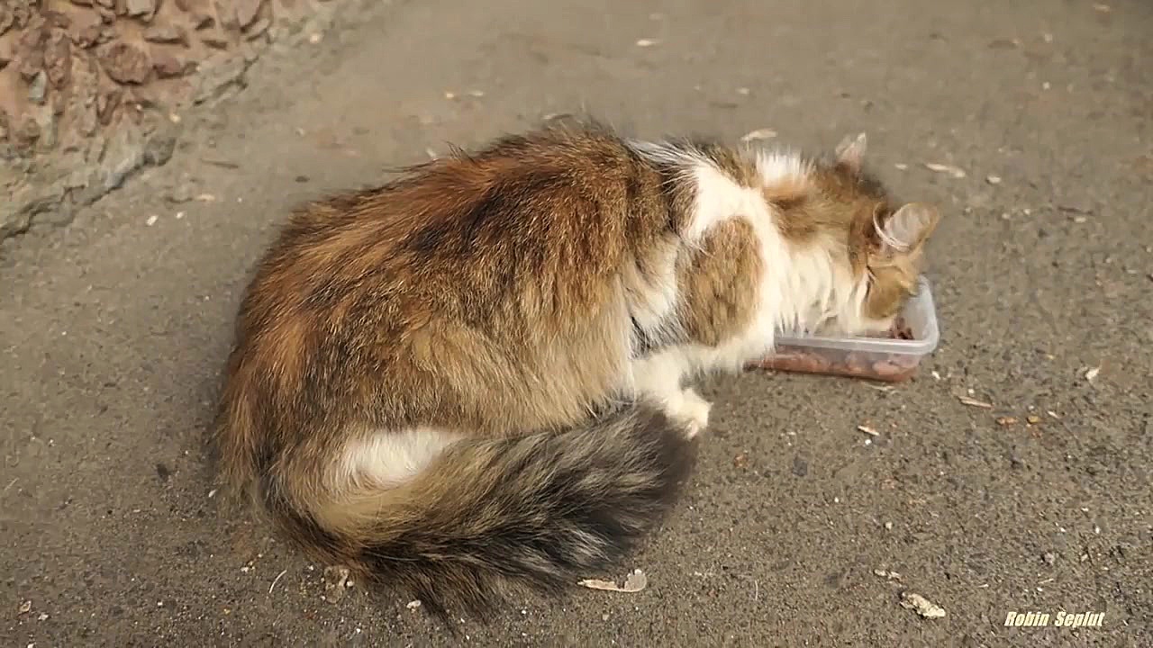 19 گربه غذای خوشمزه می خواهند