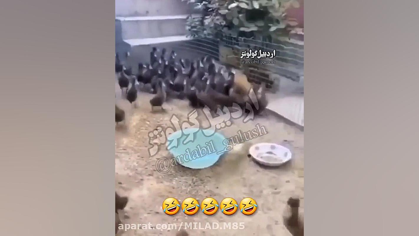 تاثیر کرونا