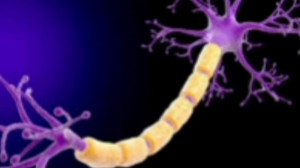 دندریتها و یادگیری