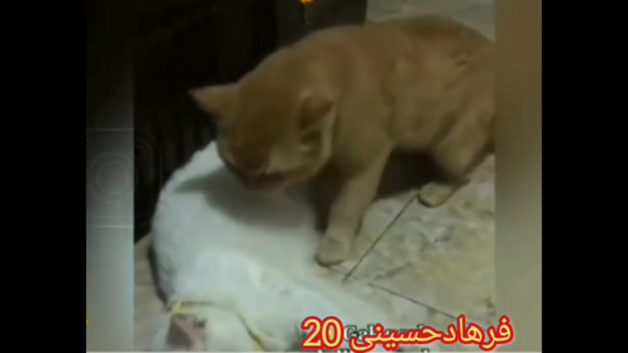 دعوای طنز گربه های بامزه ........