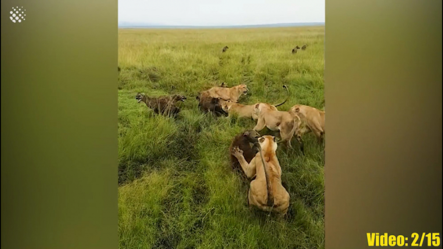 باورنکردنی ترین جنگ های حیوانا...