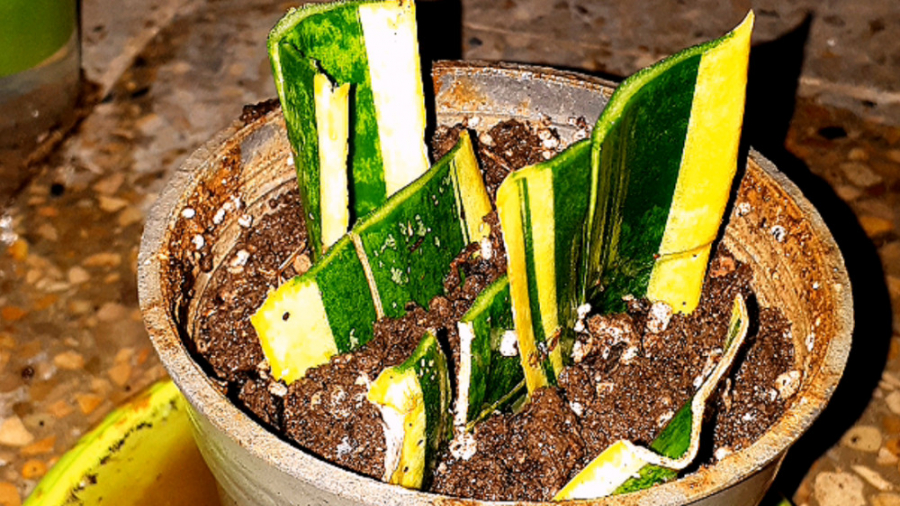 تهیه قلمه برگ سانسوریا