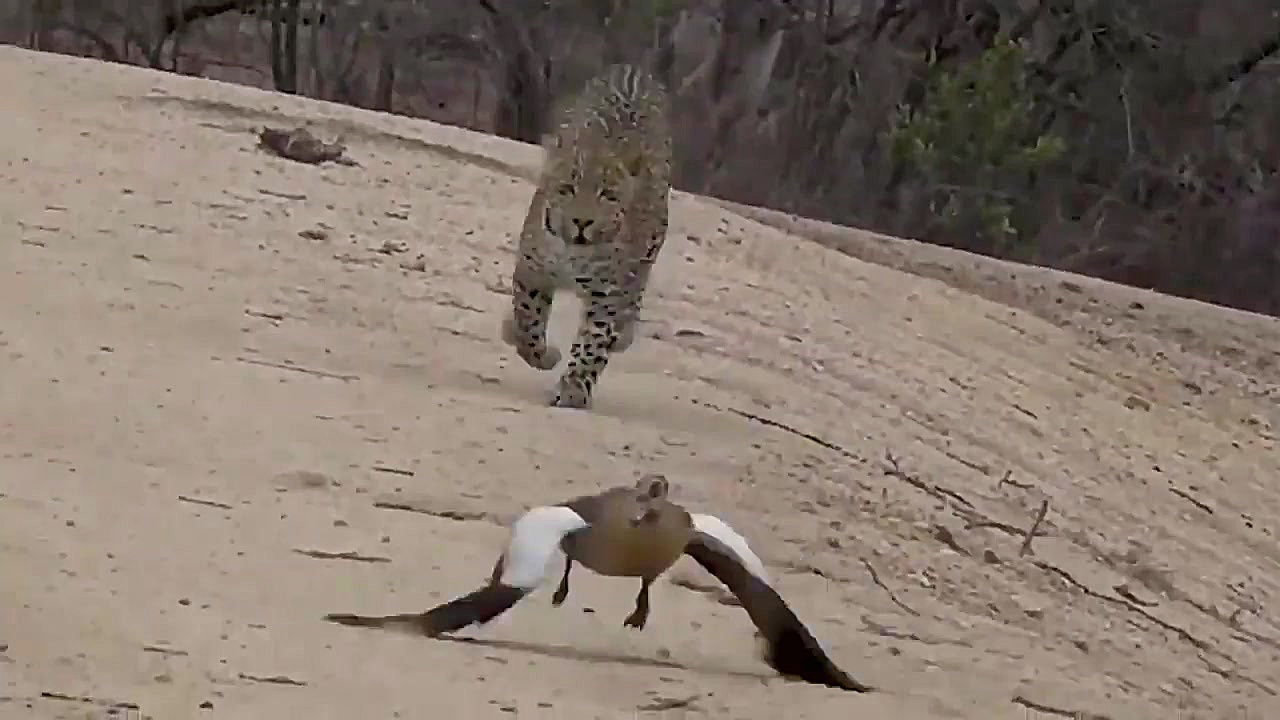 شکار کردن بی نظیر پلنگ در حیات...