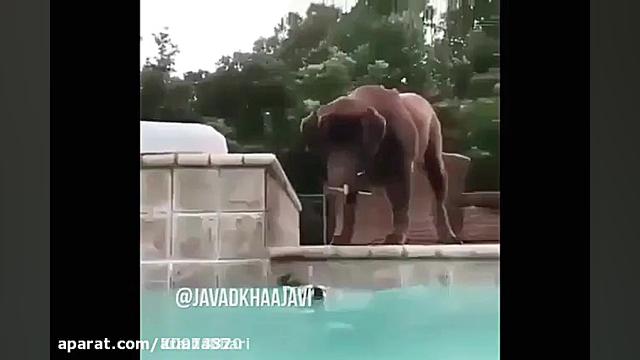 سیندرلا با دوبله جواد خاجوی