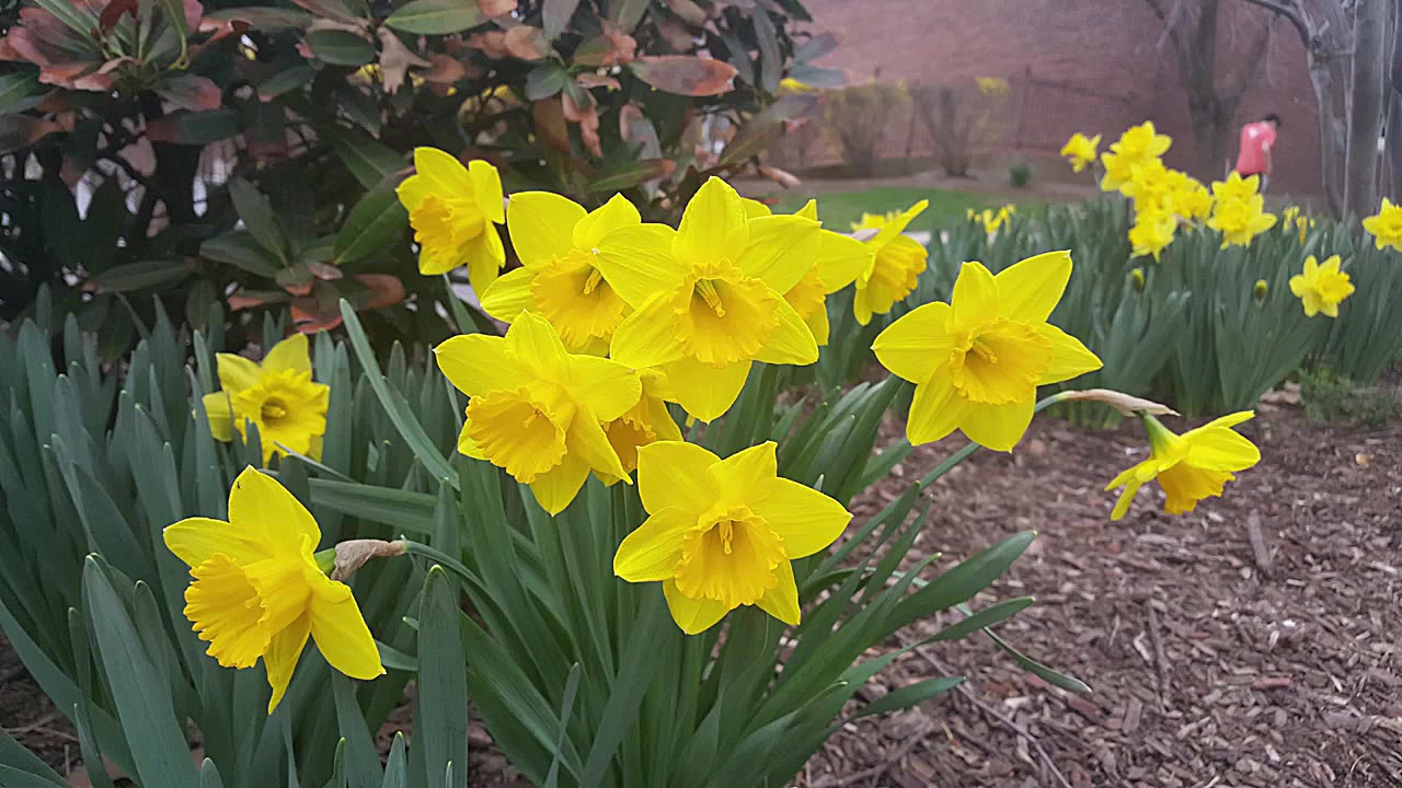 بررسی گوشی موبایل سامسونگ گلگس...