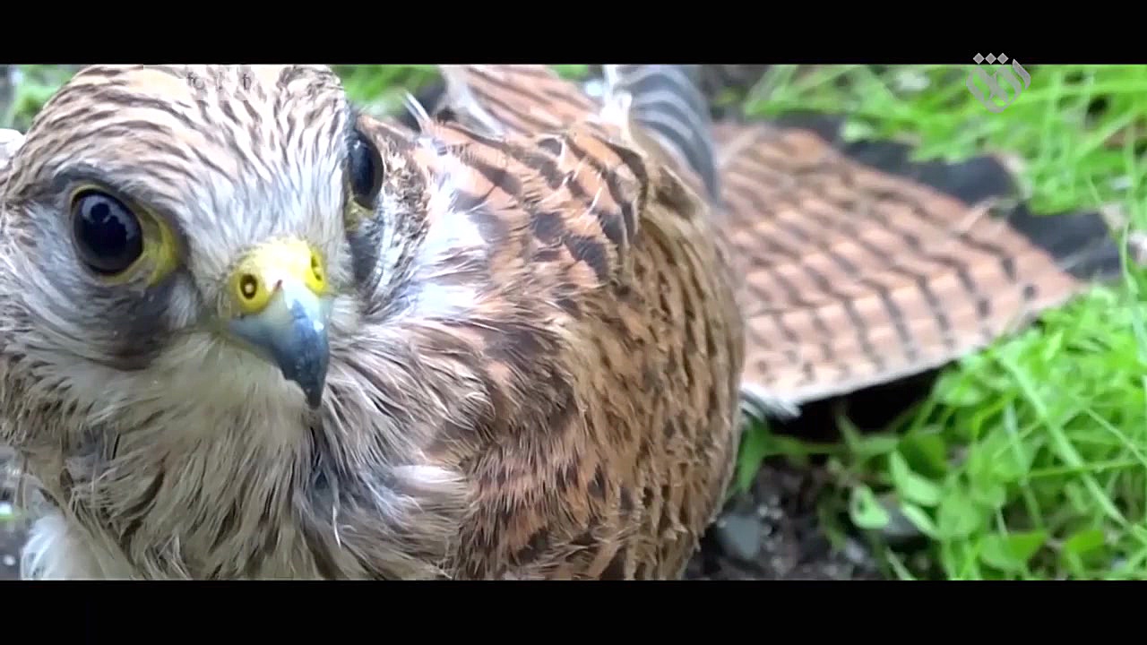 مستند | زیر بال های کاسپین