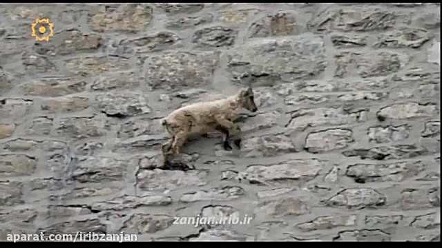 طنز حیوانات دوبله ترکی