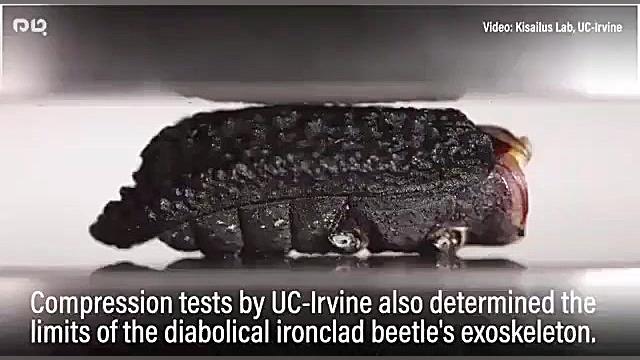 سخت ترین پوست دنیا