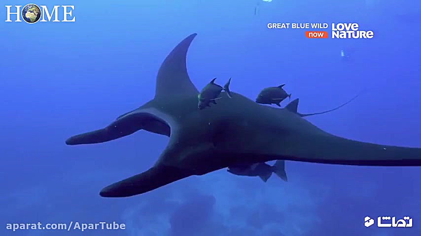 مستند اقیانوس ها  زندگی آبزیان