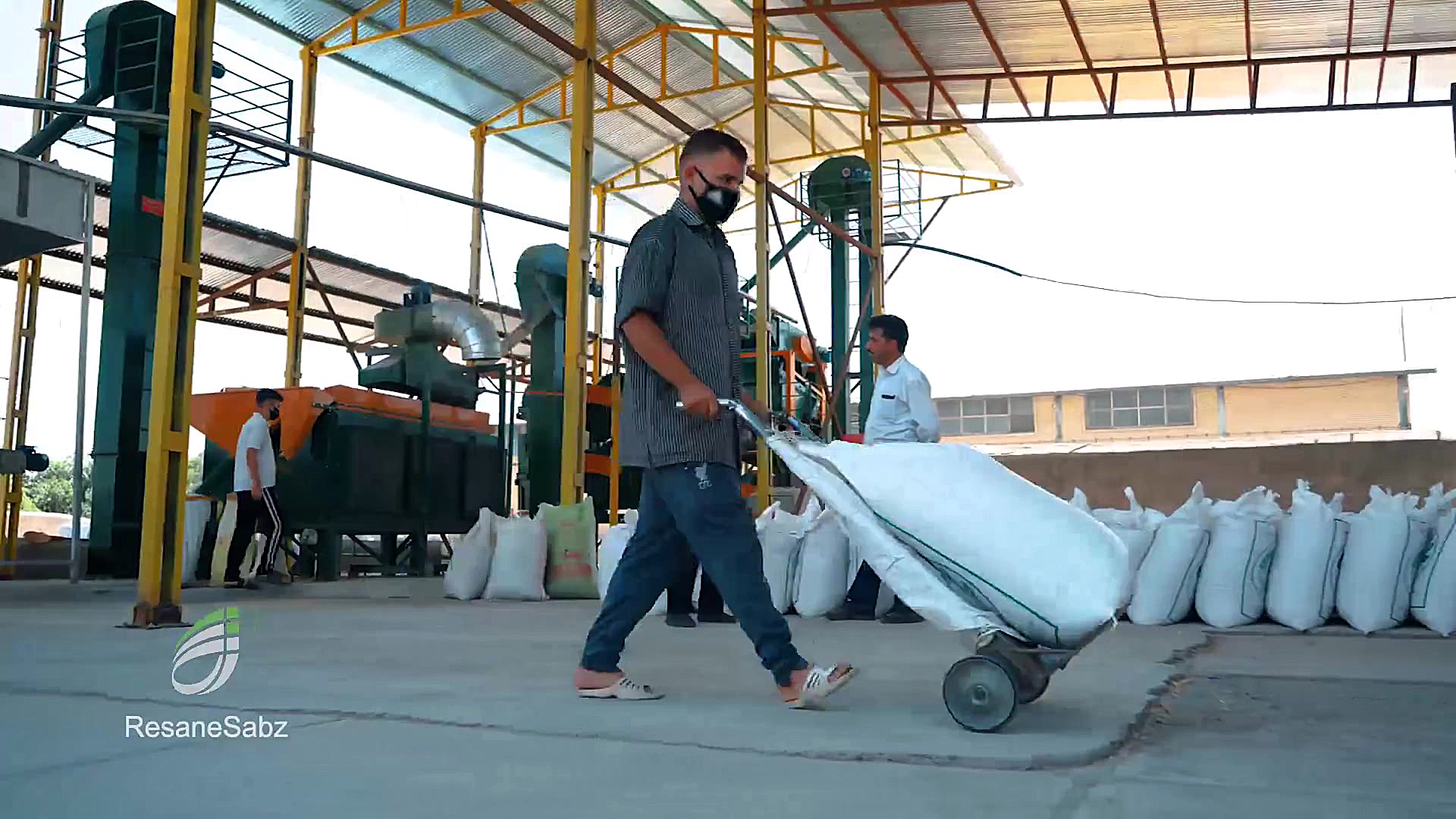 گندم بذری چگونه تولید می‌شود؟