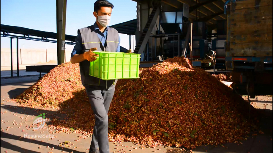 روش&zwnj;های برداشت و فرآوری پ...