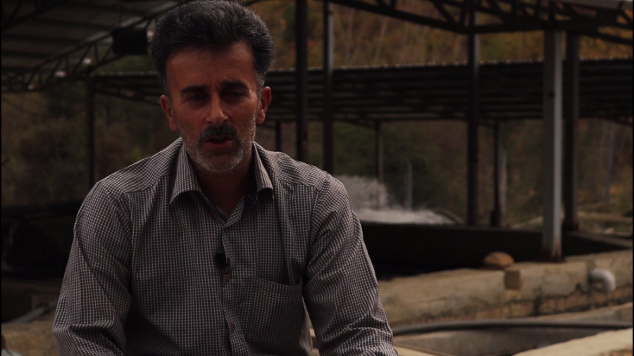 فیلم | رونق تولید ماهی قزل آلا...