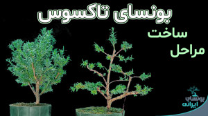 تکنیک ساخت بونسای تاکسوس | tax...