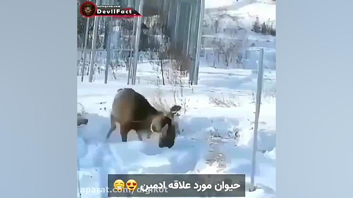 شکار عجیب آهو توسط گربه سیاهگو...