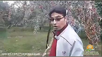 گران ترین سنجد دنیا،سنجد حاج ح...