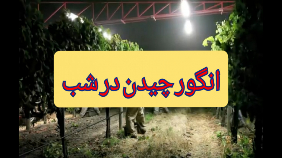 انگور چیدن در شب