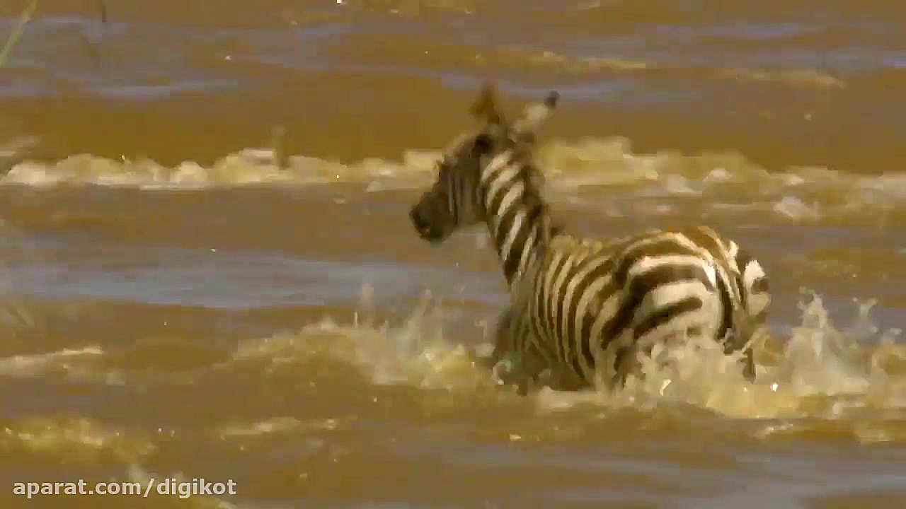 حیات وحش، حمله کروکودیل برای ش...