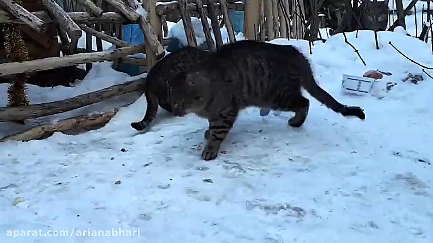 من عاشق گربه هستم