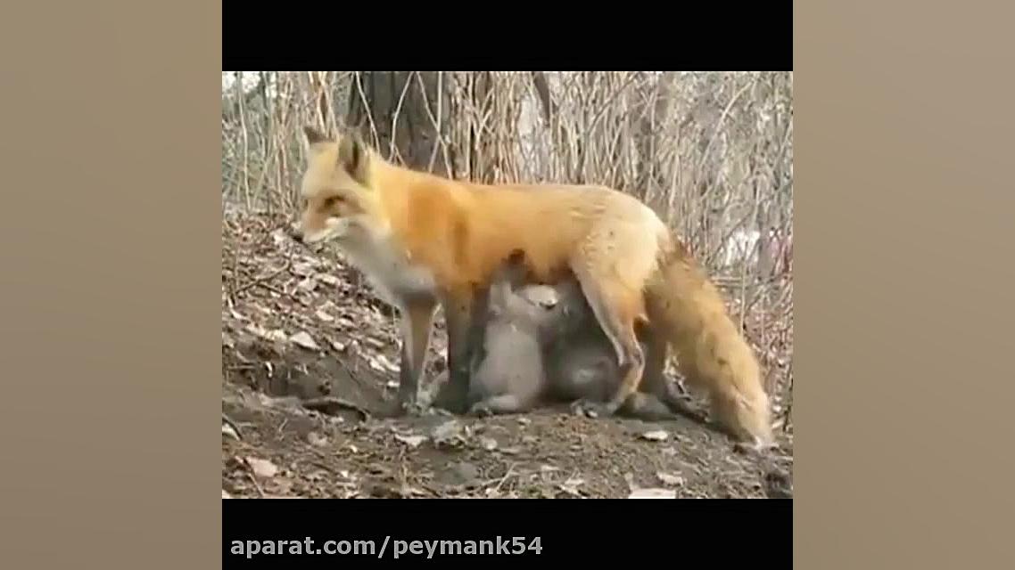 مهربانی در حیات وحش