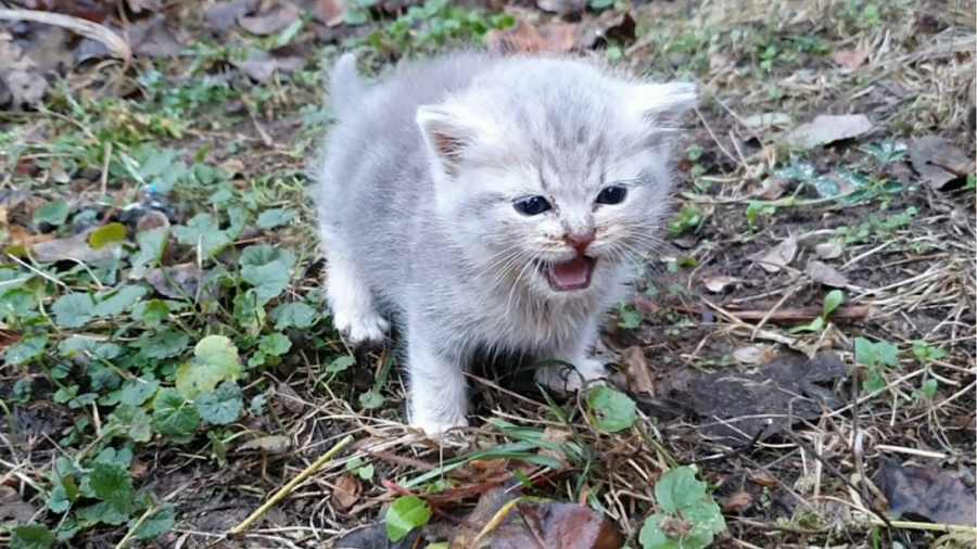 غذا دادن و گرم کردن بچه گربه ب...