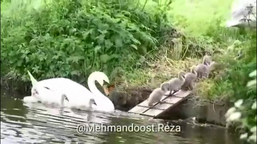 ما هشتا برادر ، همراه دو خواهر...