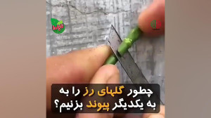 پیوند گل رز